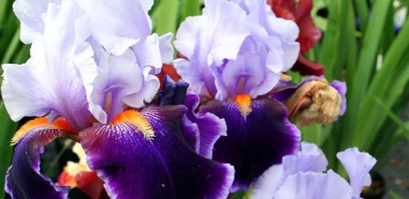 Menu IRIS